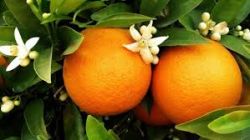 Orange essential oil Tahe Organic care (10 ml)